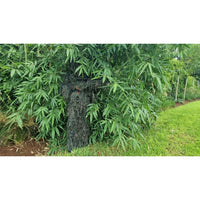 GHILLIE SUIT - NeonSales {{ shop.shopifyCountryName }}