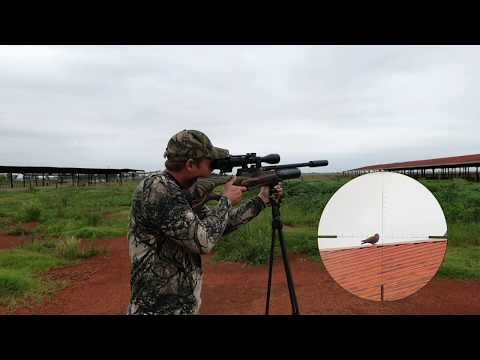 DAYSTATE WOLVERINE R REG .22 30 FT/LBS R/H HI LITE