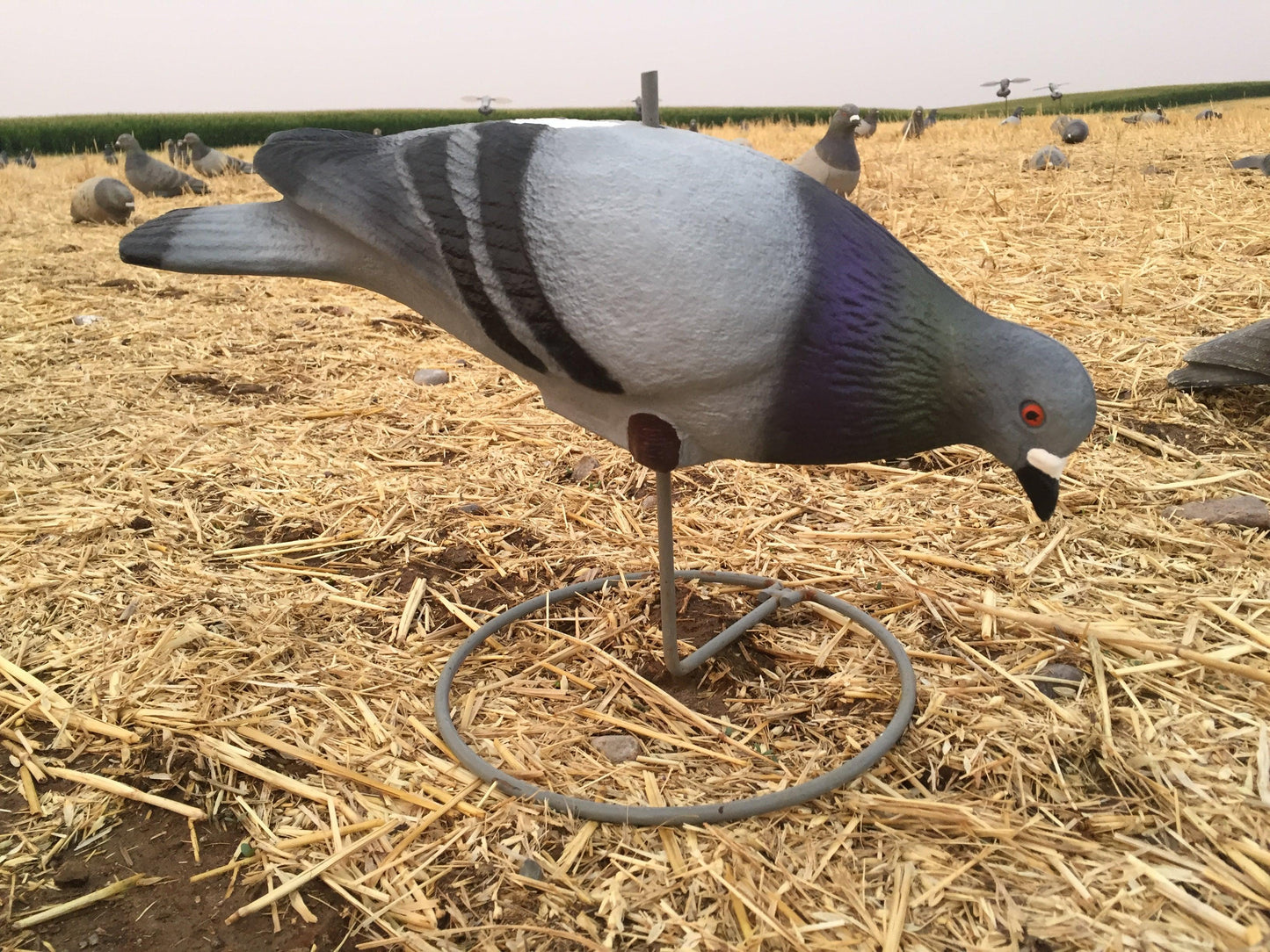 PIGEON DECOY, FULL BODY SHAPE - 1's - NeonSales {{ shop.shopifyCountryName }}
